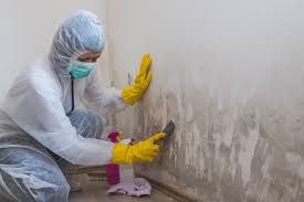 Best Environmental Consulting for Mold Prevention  in Green Meadows, OH